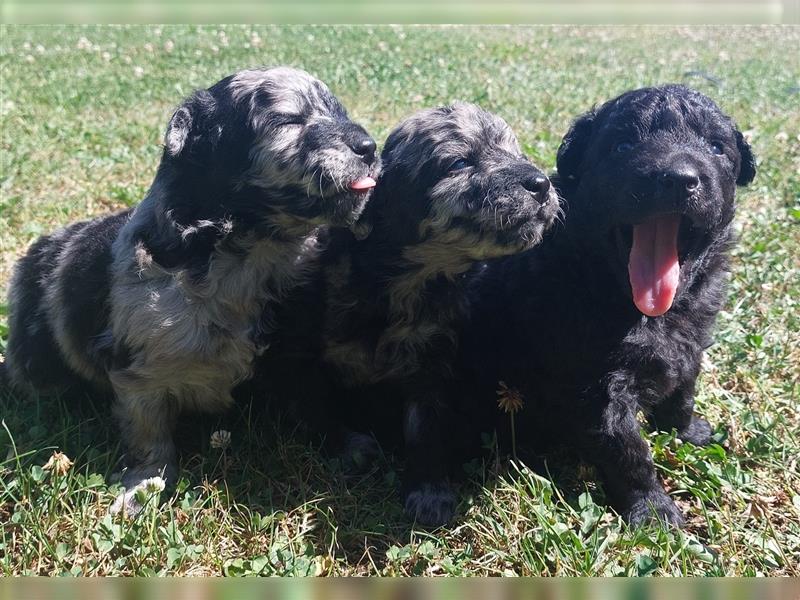 Mudi Welpen, Allrounder Familienhunde von Züchter, mit Ahnentafel