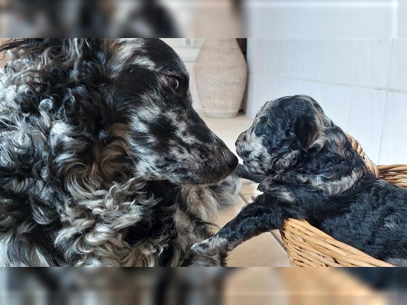 Mudi Welpen, Allrounder Familienhunde von Züchter, mit Ahnentafel