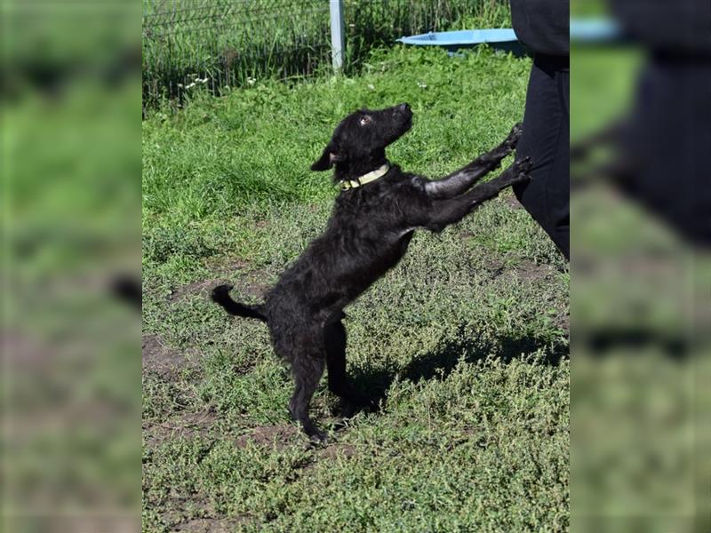 Oliver - Aktiver, lustiger Hundejunge