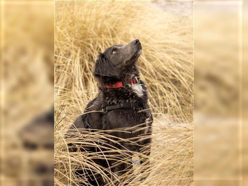 Mogli – kleiner Hund mit großem Herz wartet immer noch auf ein Für-Immer-Zuhause