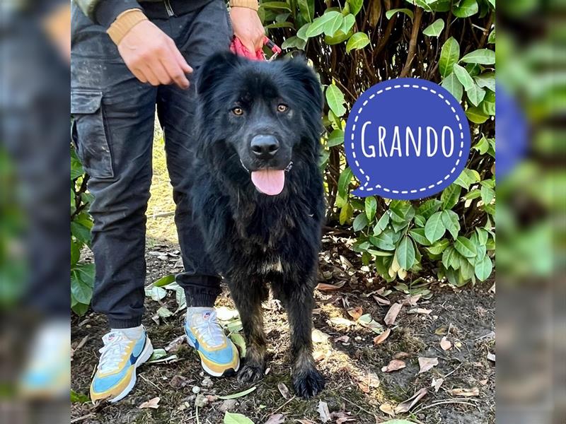 Grando ein großer Hund mit großem Herz
