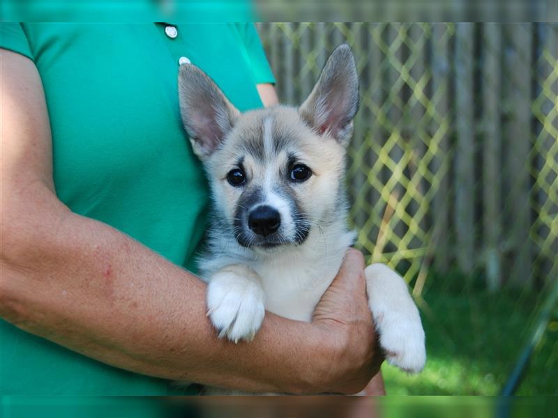 Norwegischer Buhund Welpen A-Wurf