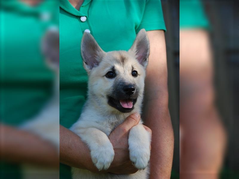 Norwegischer Buhund Welpen