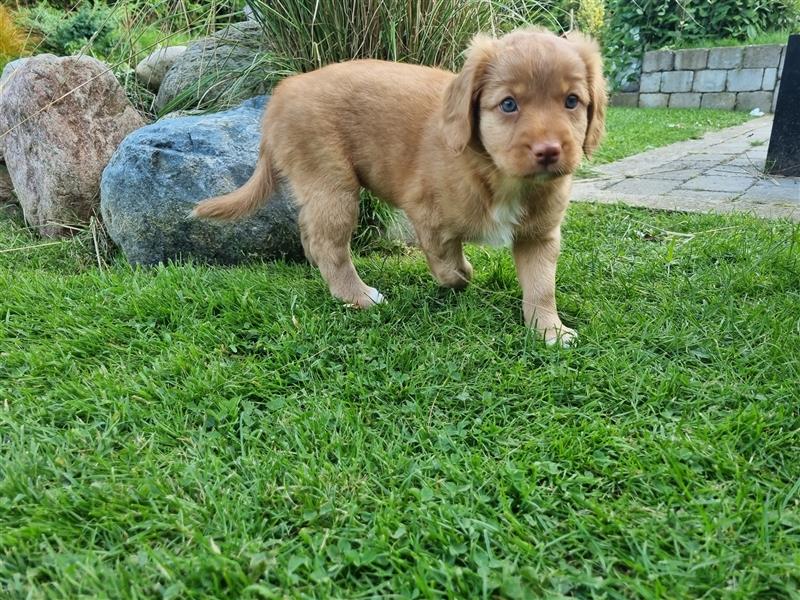 Canadian Shining Toller Retriver