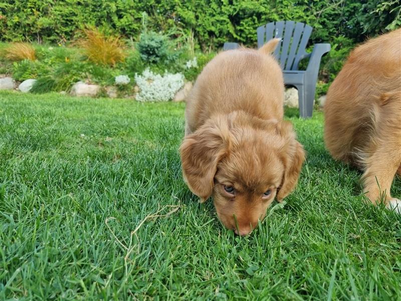 Canadian Shining Toller Retriver