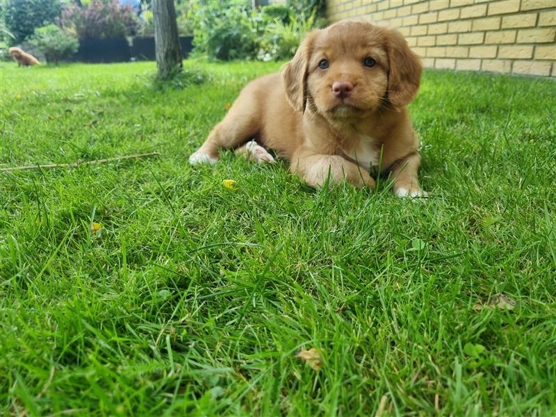 Canadian Shining Toller Retriver