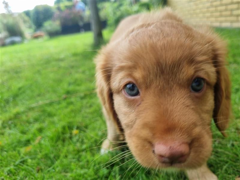 Canadian Shining Toller Retriver