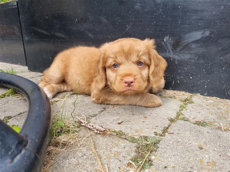 Canadian Shining Toller Retriver