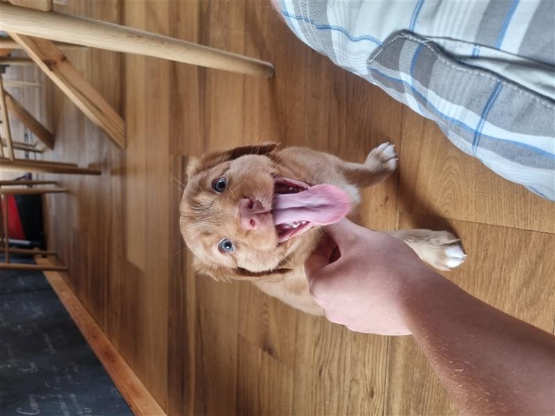 Canadian Shining Toller Retriver