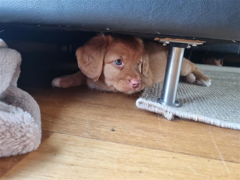 Canadian Shining Toller Retriver