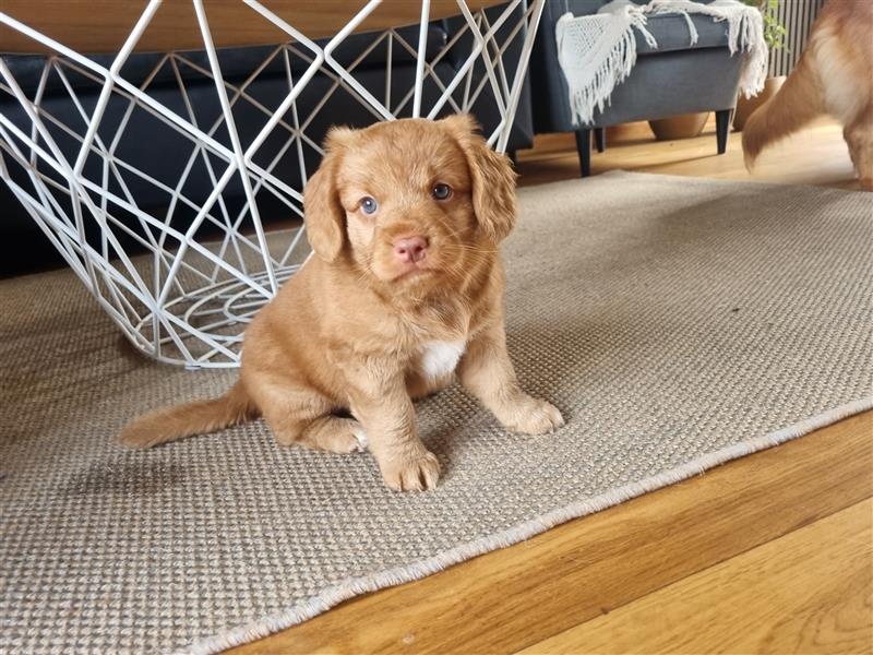 Canadian Shining Toller Retriver