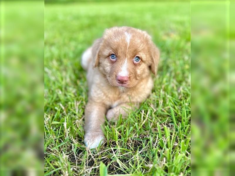 Nova Scotia Duck Tolling Retriever Welpen mit Ahnentafel