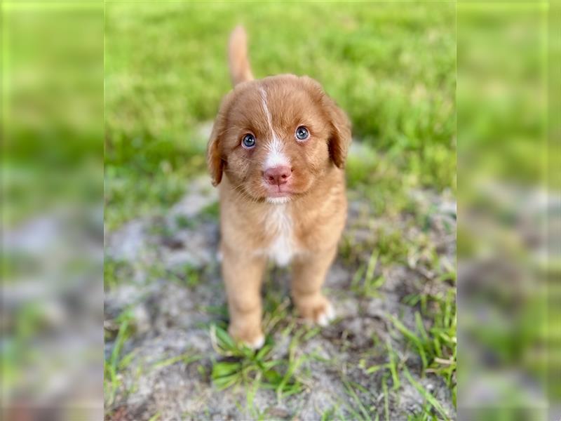 Nova Scotia Duck Tolling Retriever Welpen mit Ahnentafel