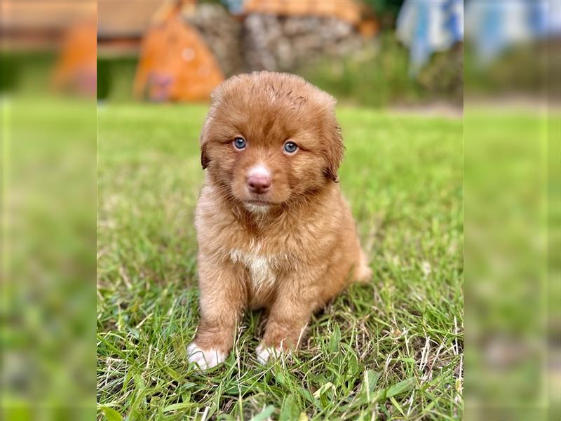 Nova Scotia Duck Tolling Retriever Welpen mit Ahnentafel