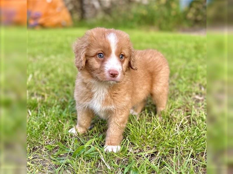 Nova Scotia Duck Tolling Retriever Welpen mit Ahnentafel