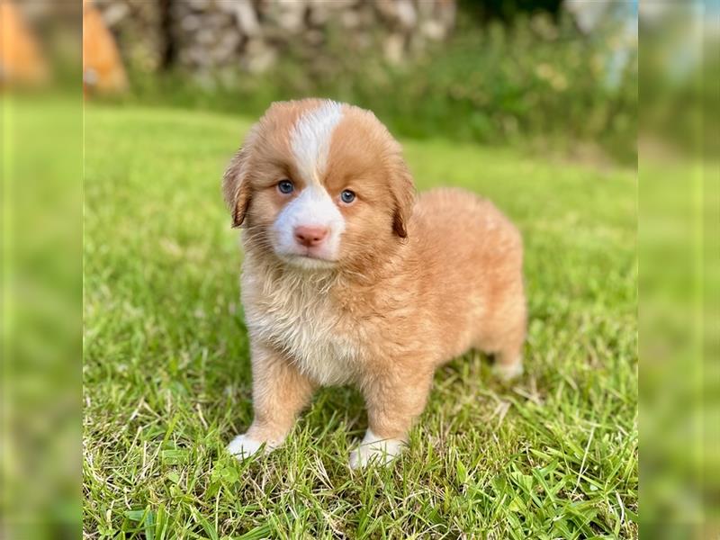 Nova Scotia Duck Tolling Retriever Welpen mit Ahnentafel