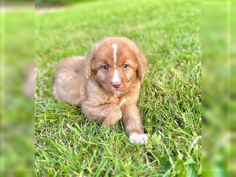 Nova Scotia Duck Tolling Retriever Welpen mit Ahnentafel