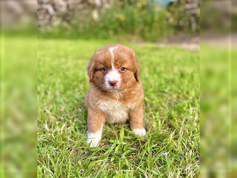 Nova Scotia Duck Tolling Retriever Welpen mit Ahnentafel