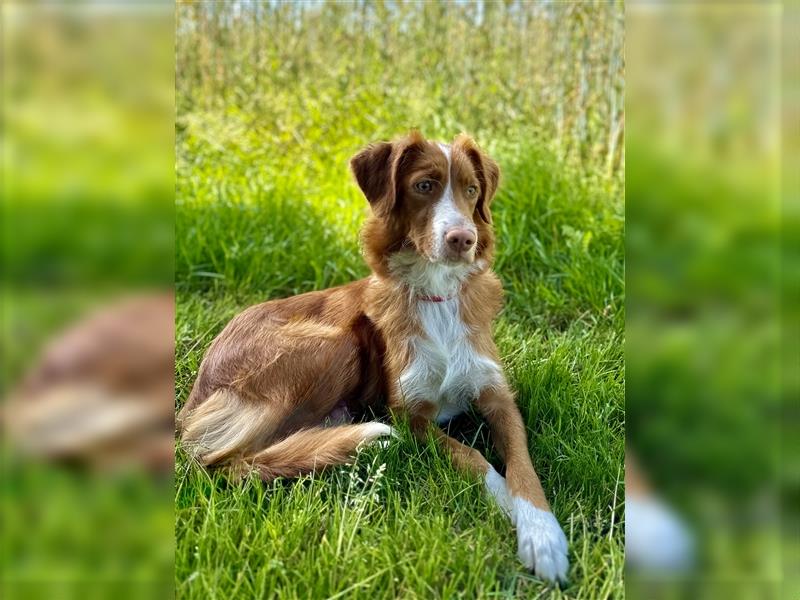 Nova Scotia Duck Tolling Retriever Welpen mit Ahnentafel