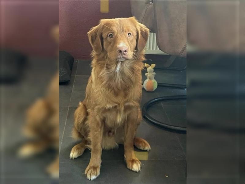 Nova Scotia Duck Tolling Retriever Welpen mit Ahnentafel