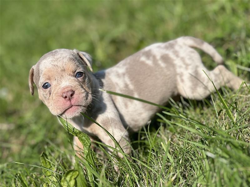 Olde English Bulldog