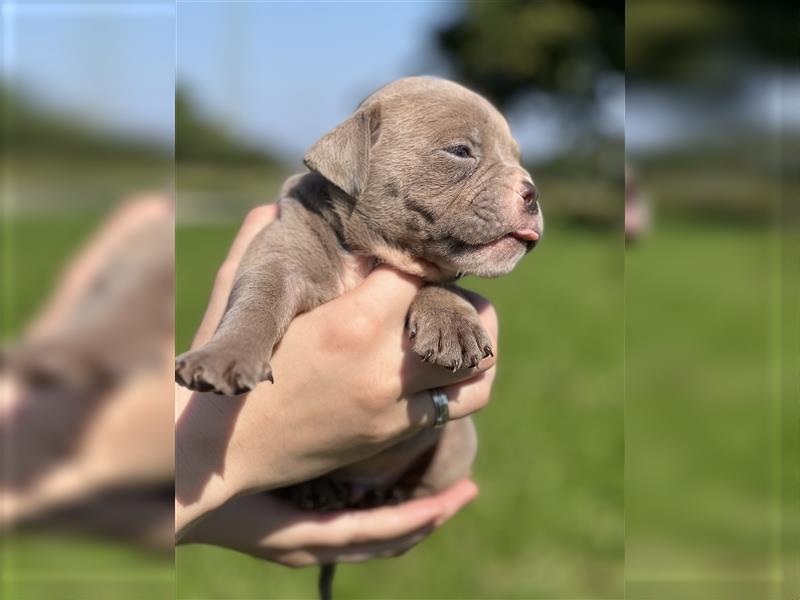 Olde English Bulldog