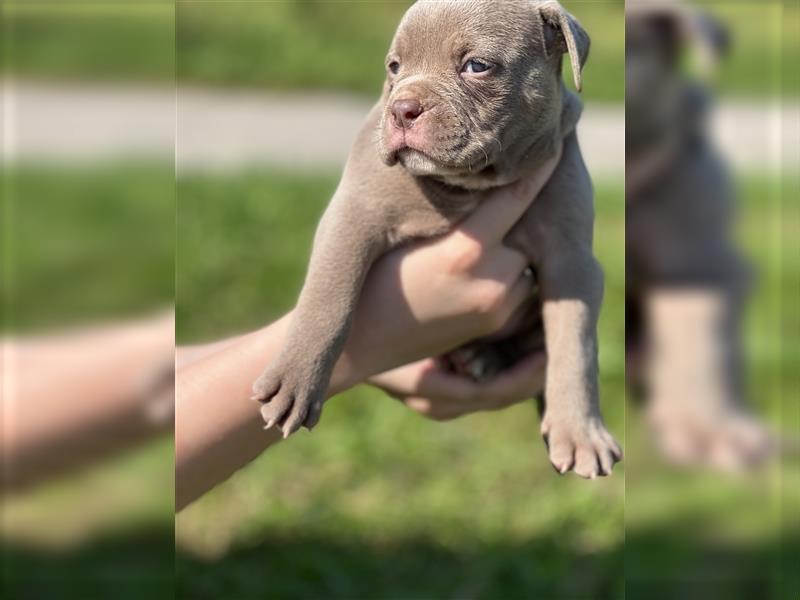 Olde English Bulldog