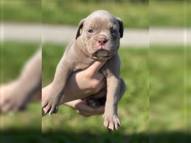 Olde English Bulldog