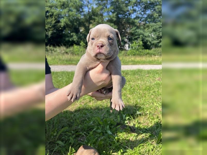 Olde English Bulldog