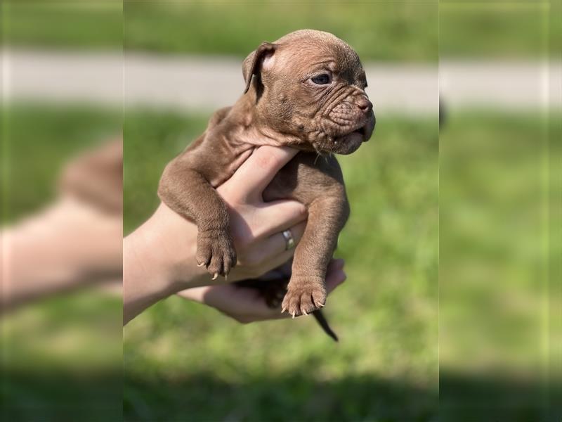 Olde English Bulldog