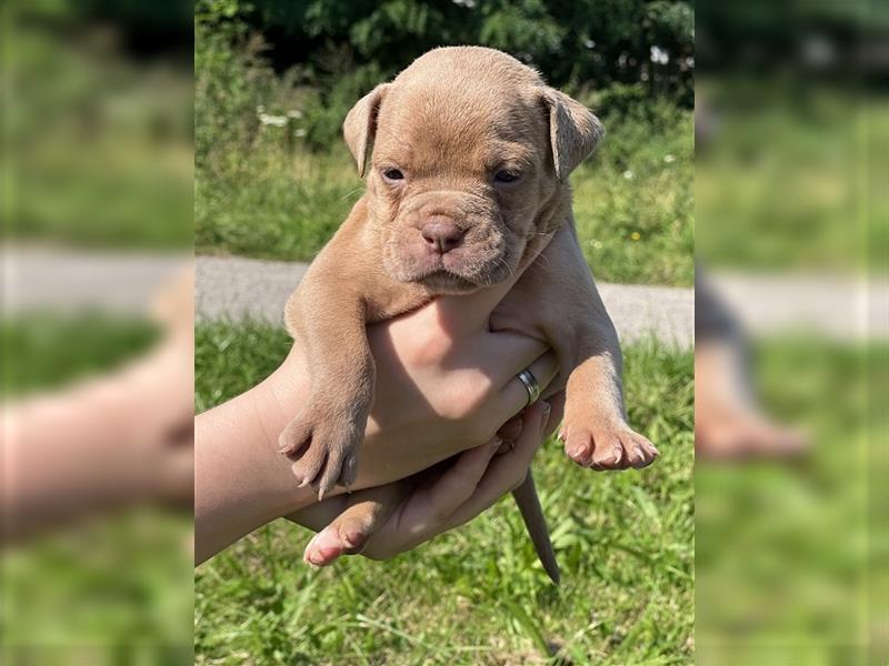 Olde English Bulldog