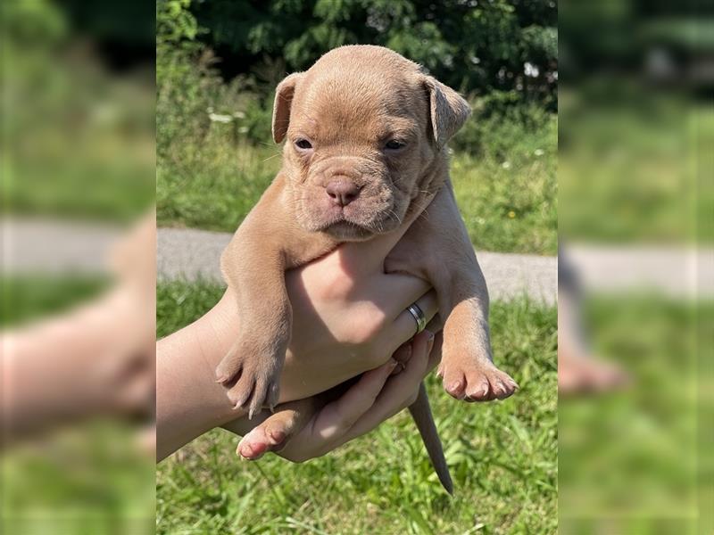 Olde English Bulldog