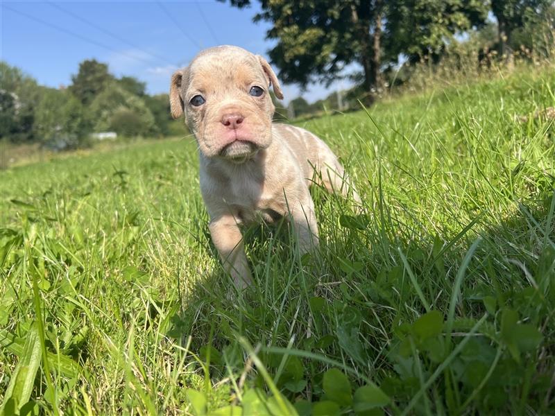 Olde English Bulldog