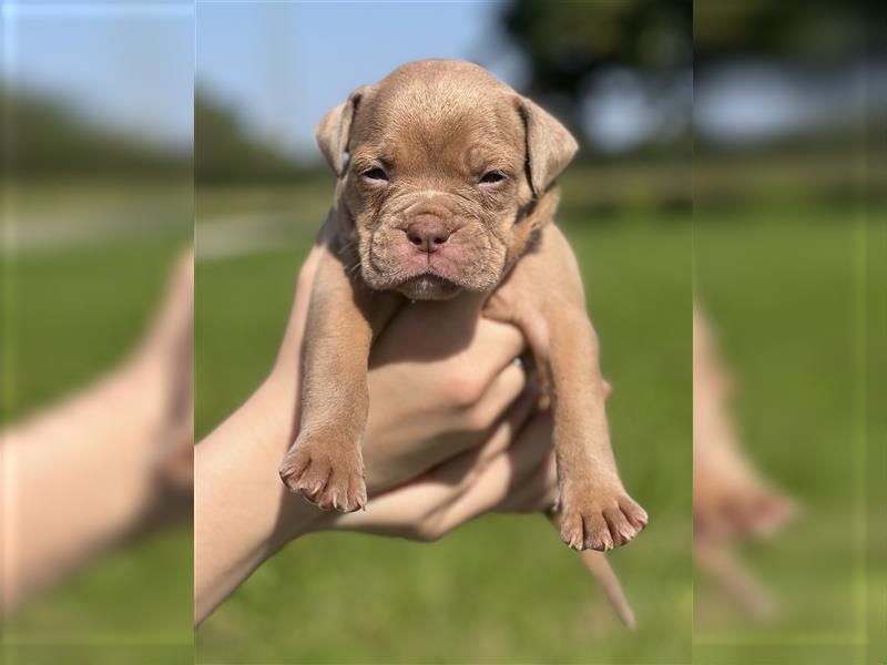 Olde English Bulldog