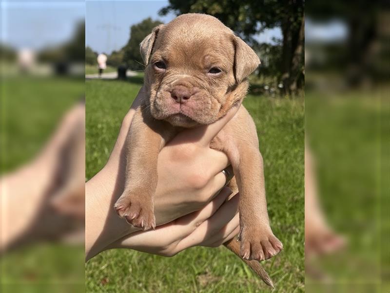 Olde English Bulldog