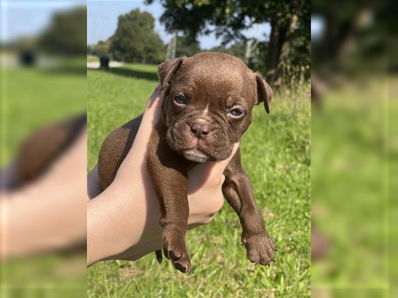 Olde English Bulldog