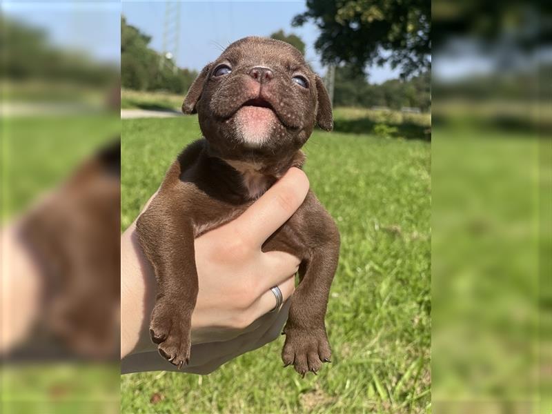 Olde English Bulldog