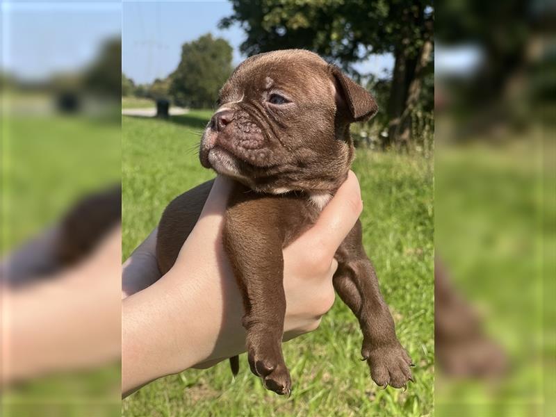 Olde English Bulldog