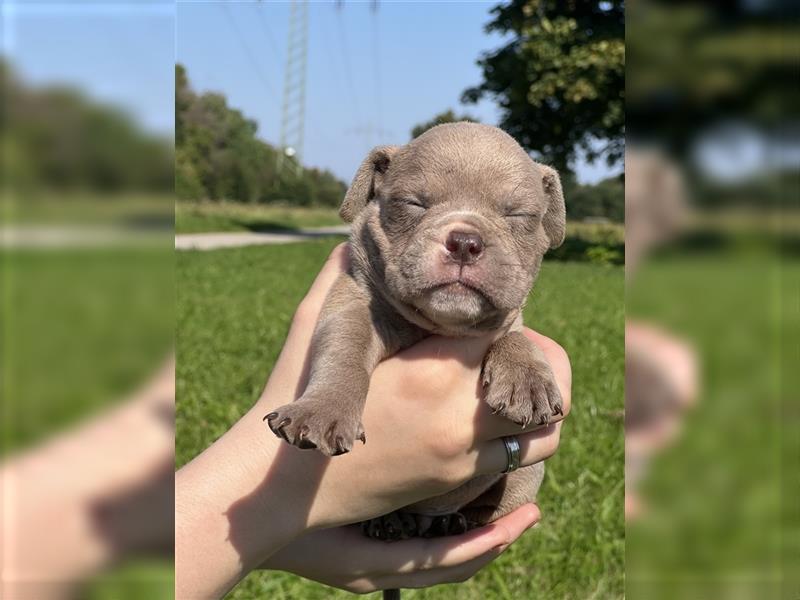 Olde English Bulldog