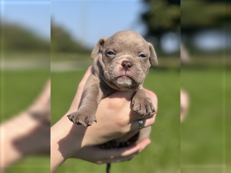 Olde English Bulldog