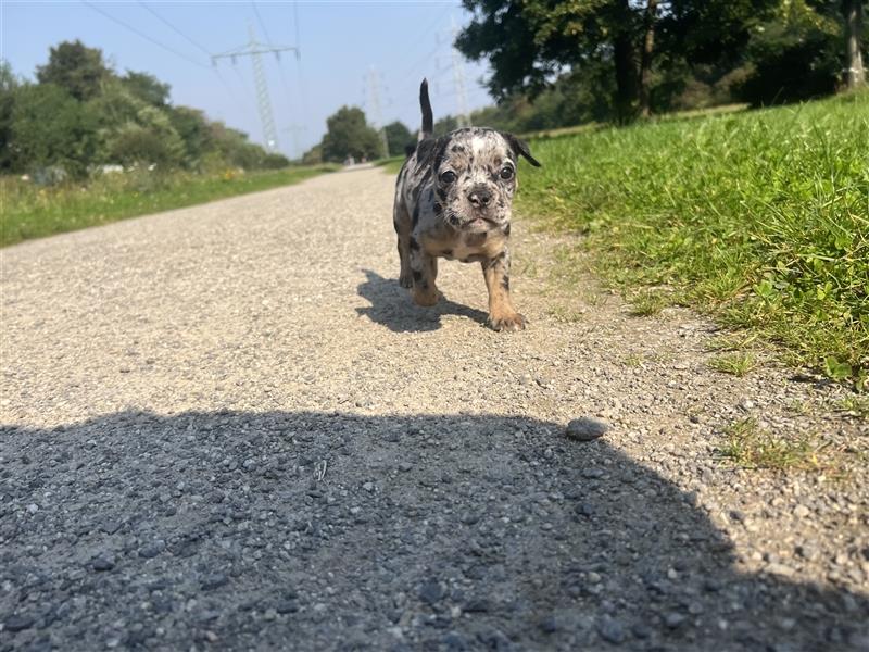 Old English Bulldog