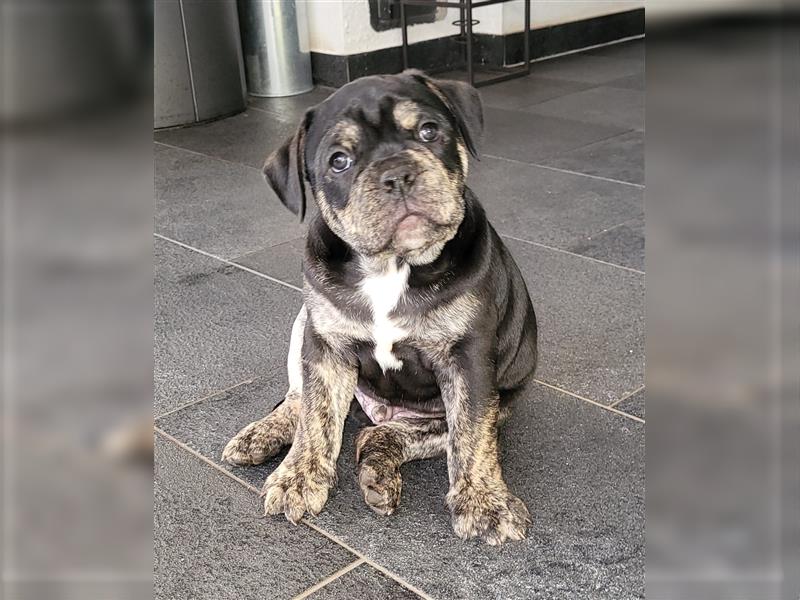 Old english bulldog welpen