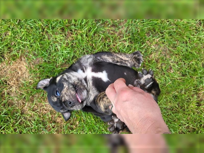 Old english bulldog welpen