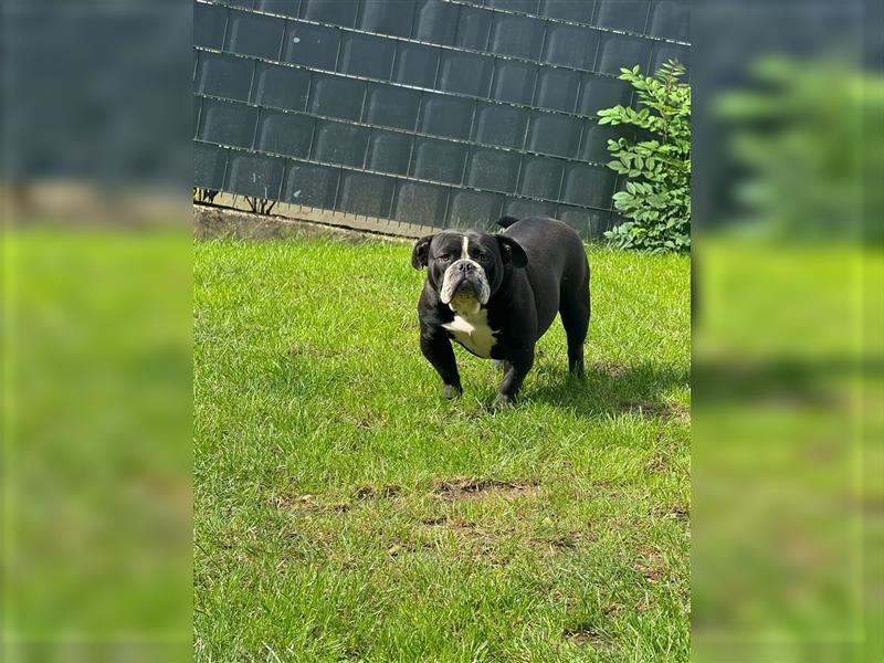 OLD ENGLISH BULLDOG HÜNDIN