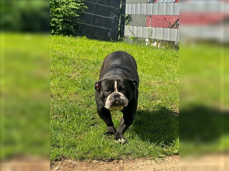 OLD ENGLISH BULLDOG HÜNDIN