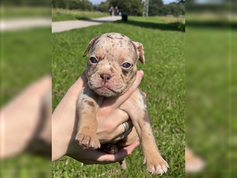 Old English Bulldog