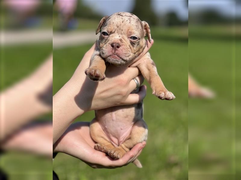 Old English Bulldog