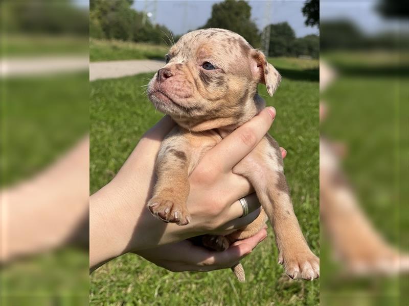 Old English Bulldog