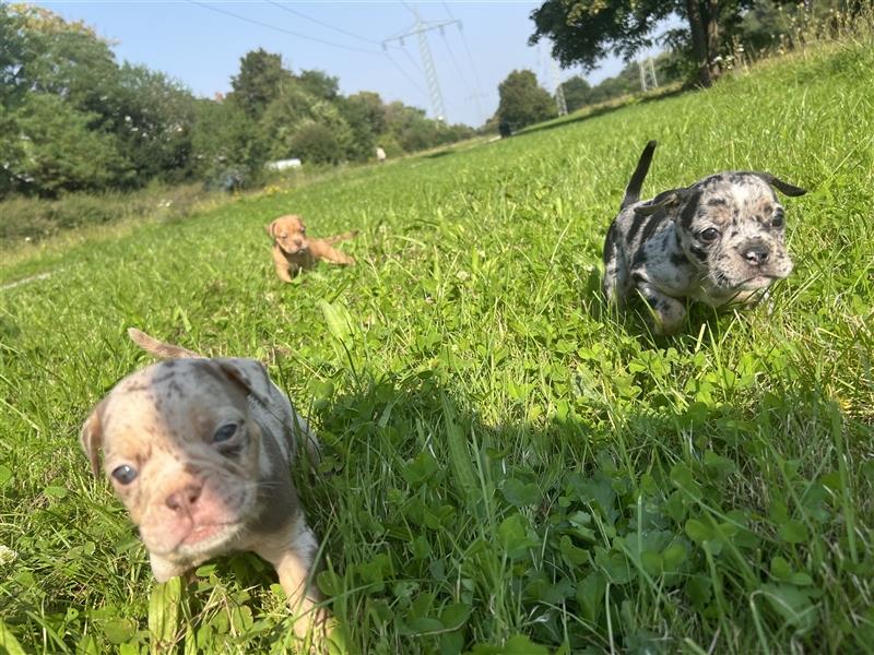 Old English Bulldog