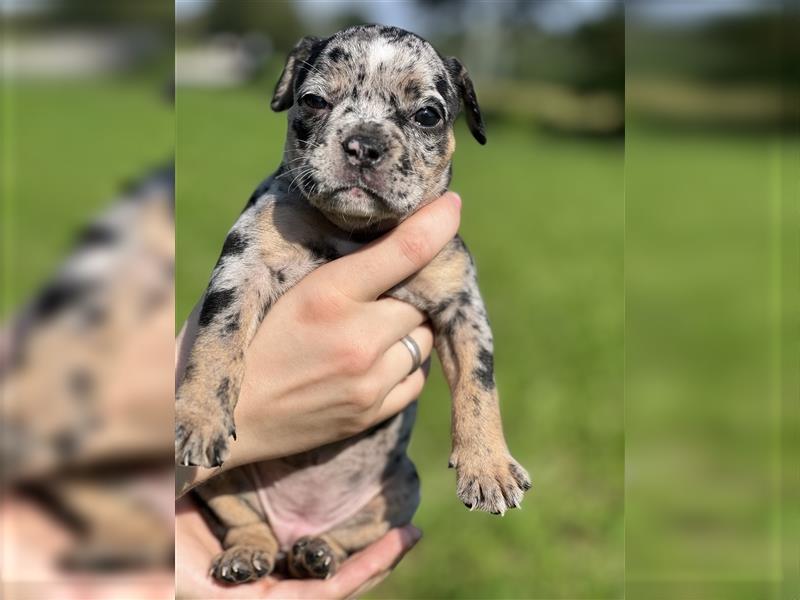 Old English Bulldog